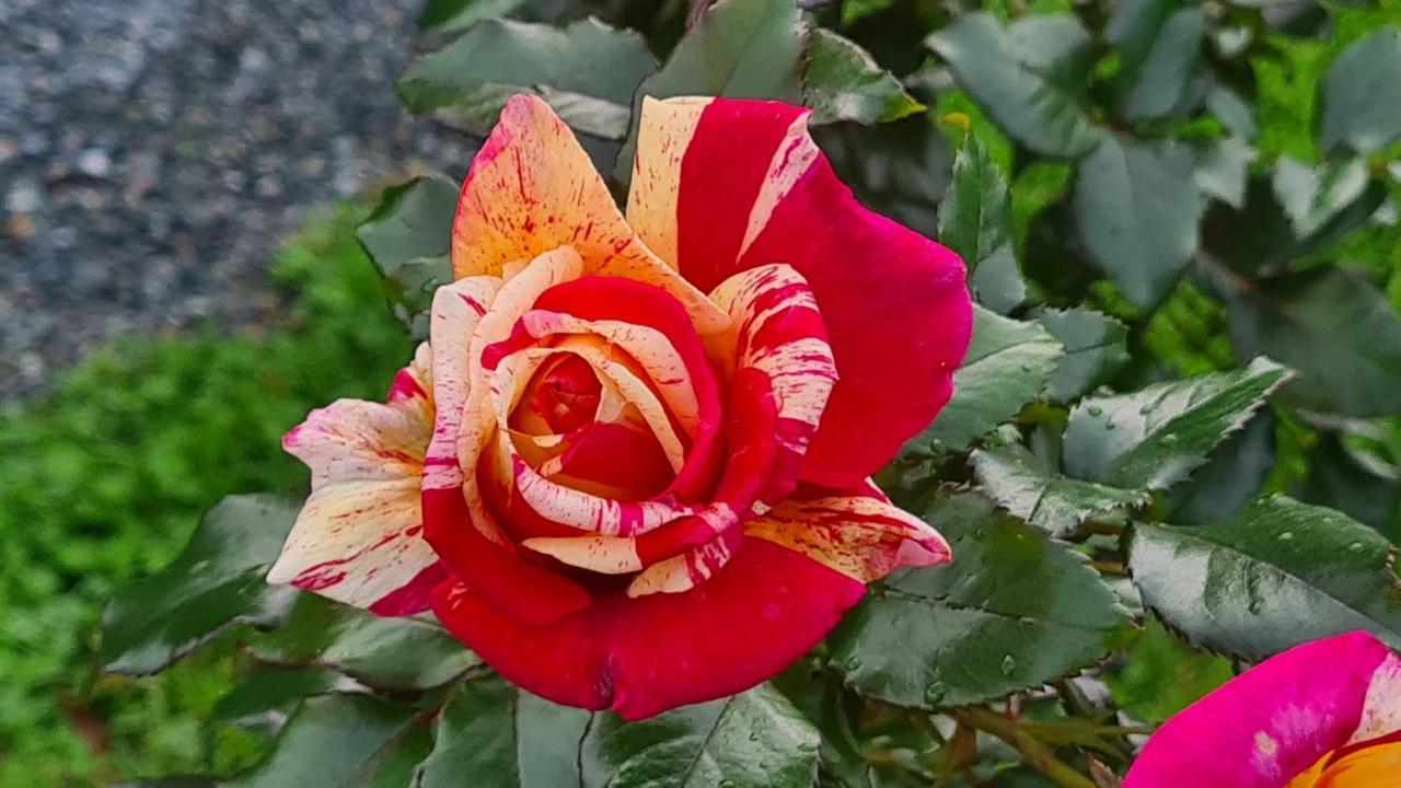 Lesroses1680 Panzió Blainville-sur-Mer Kültér fotó